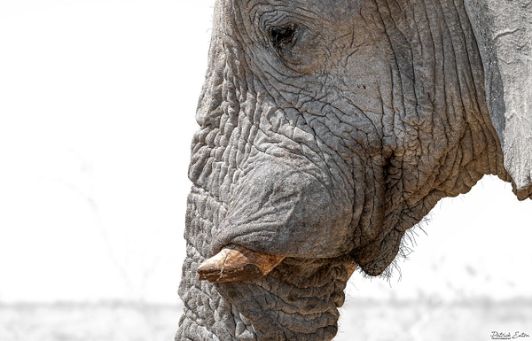 Elephant 008 - ETOSHA - Namibia - Patrick Eaton Photography