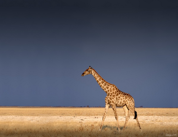 Girafe 002 - ETOSHA - Landscape - Patrick Eaton Photography