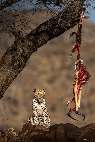Leopard 003 - ERINDI - Namibia - Patrick Eaton Photography 