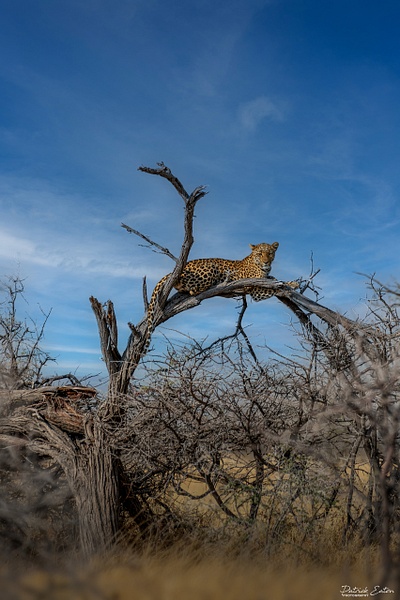 Leopard 004 - ETOSHA - Landscape - Patrick Eaton Photography