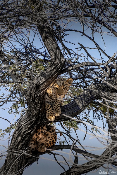 Leopard 006 - ETOSHA - Landscape - Patrick Eaton Photography