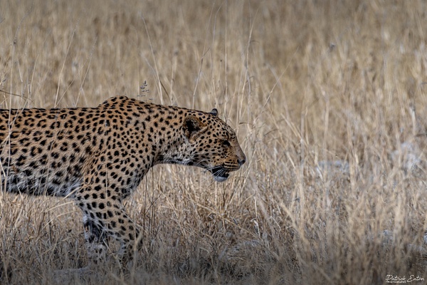 Leopard 007 - ETOSHA - Landscape - Patrick Eaton Photography 