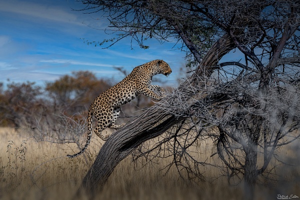Leopard 005 - ETOSHA - Landscape - Patrick Eaton Photography 