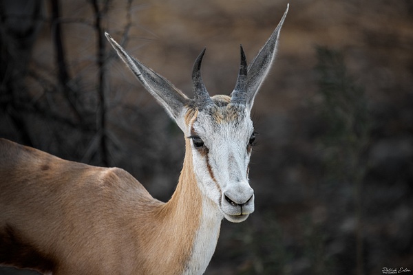 Springbok 001 - ETOSHA - Namibia - Patrick Eaton Photography