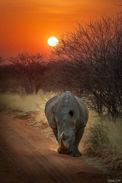 Rhino 003 - ERINDI - Namibia - Patrick Eaton Photography 