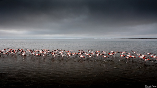 Flamingo 002 - WALVIS BAY - Namibia - Patrick Eaton Photography
