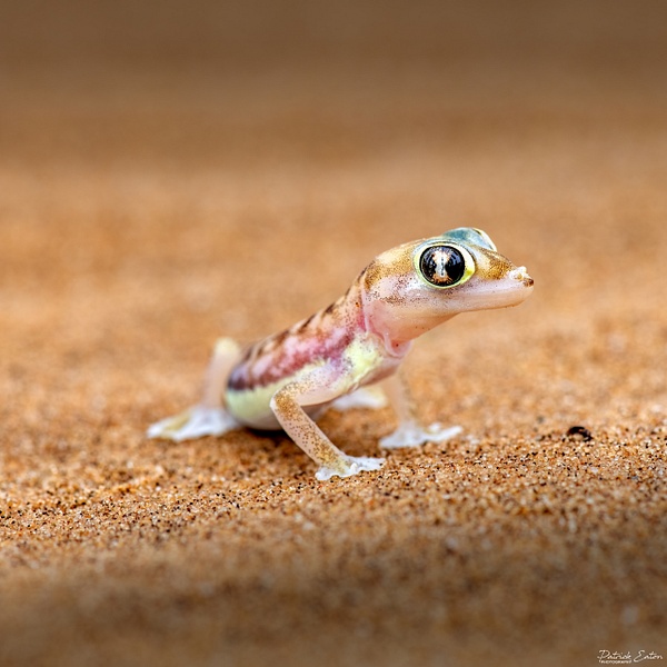 Gecko Palmato 003 - SWAKOPMUND - Namibie 2022 - PATRICK EATON
