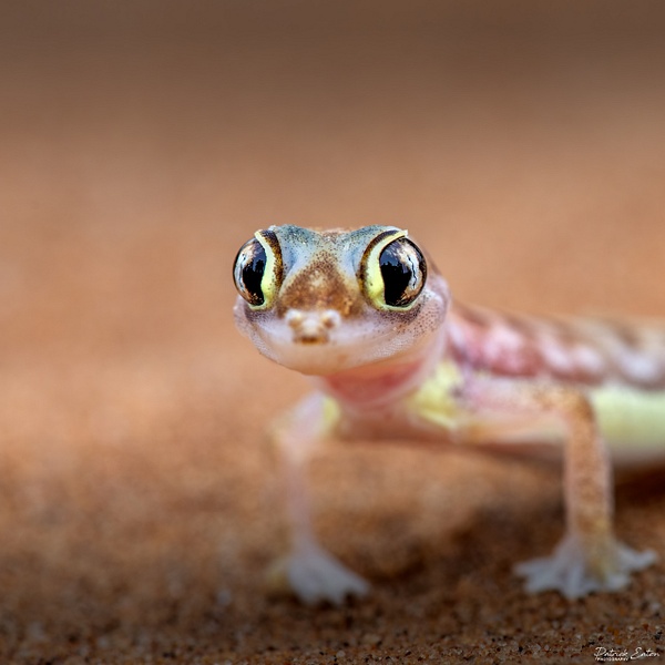 Gecko Palmato 002 - SWAKOPMUND - Namibie 2022 - PATRICK EATON 
