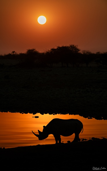 Rhino 007 - ETOSHA - Namibie 2022 - PATRICK EATON