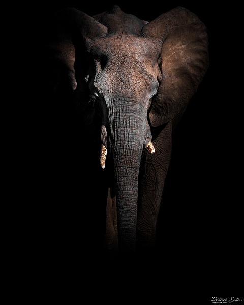 Elephant 011 - PALMWAG - Namibie 2022 - PATRICK EATON