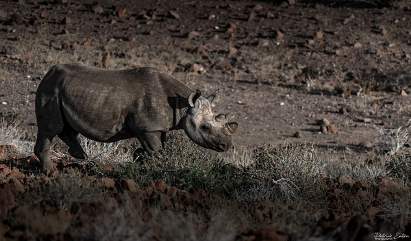 Rhino 008 - PALMWAG - Namibia - Patrick Eaton Photography