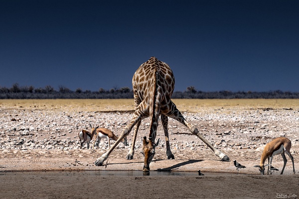 Girafe 003 - ETOSHA - Namibia - Patrick Eaton Photography