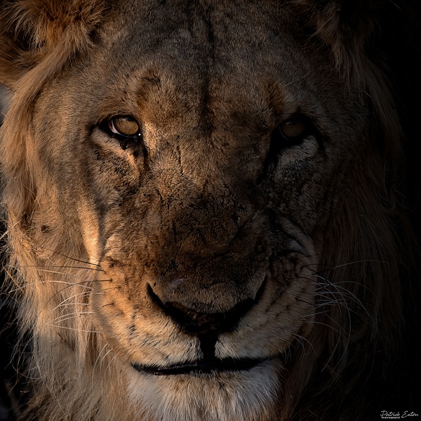 Lion 001C - ERINDI - Namibia - Patrick Eaton Photography 