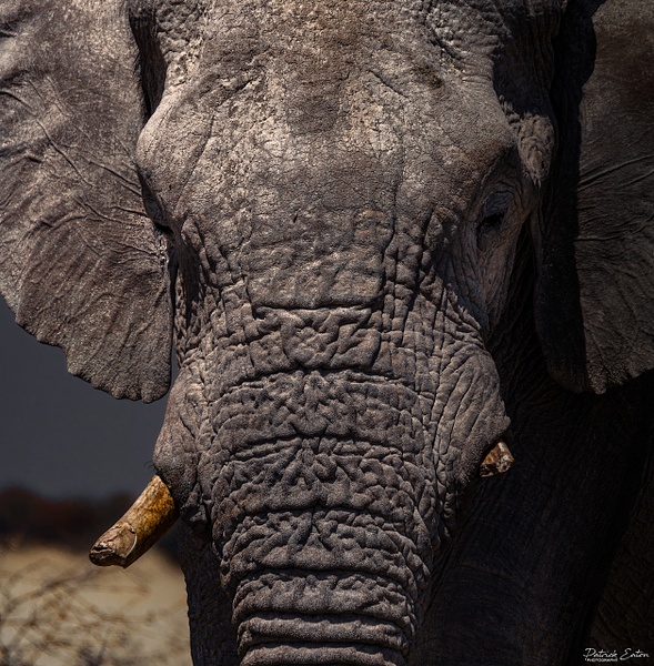 Elephant 009 - ETOSHA - Namibia - Patrick Eaton Photography