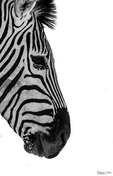 Zebre 002 - ETOSHA - Animals - Patrick Eaton Photography