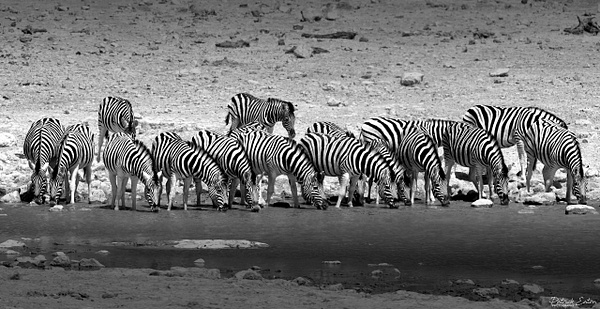 Zebre 003 - ETOSHA - Namibia - Patrick Eaton Photography 