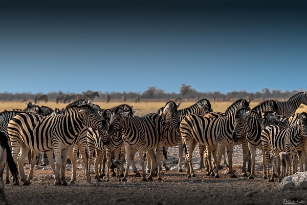 Zebre 001 - ETOSHA - Namibia - Patrick Eaton Photography
