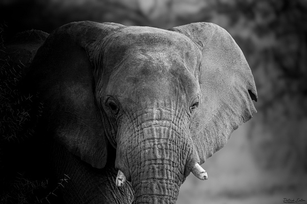 Elephant 005 - ERINDI - Namibia - Patrick Eaton Photography
