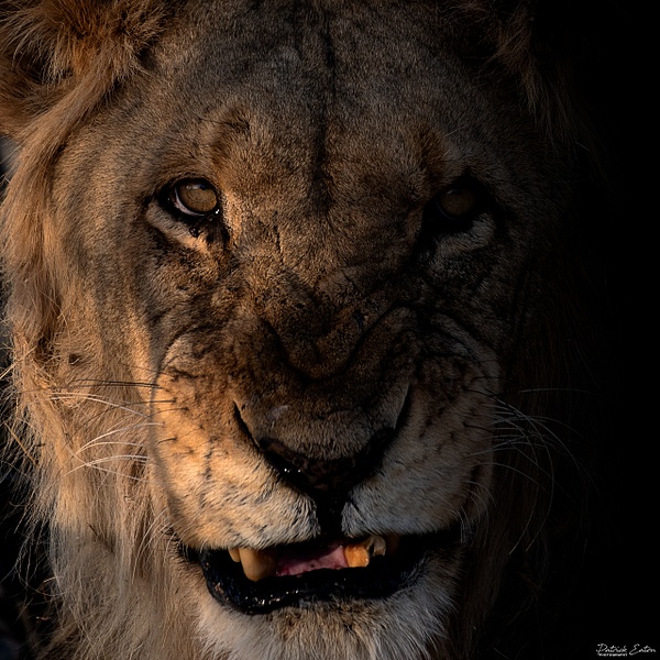 Lion 001B - ERINDI - Namibia - Patrick Eaton Photography
