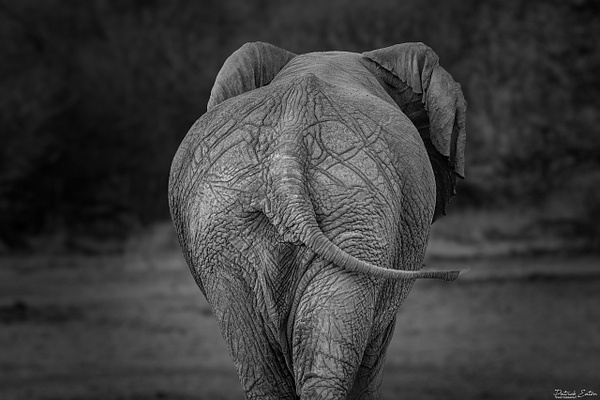 Elephant 004 - ERINDI - Namibia - Patrick Eaton Photography 