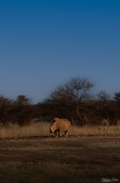 Rhino 001 - ERINDI - Namibia - Patrick Eaton Photography