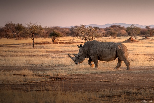 Rhino 002 - ERINDI - Namibia - Patrick Eaton Photography 