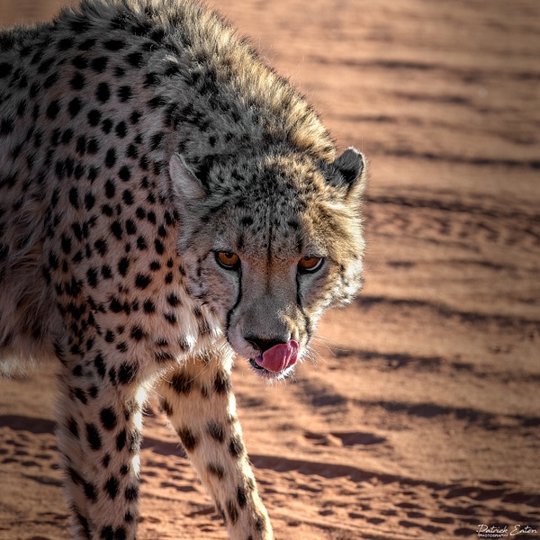 Guepard 006 - BAGATELLE KALAHARI - Namibia - Patrick Eaton Photography 
