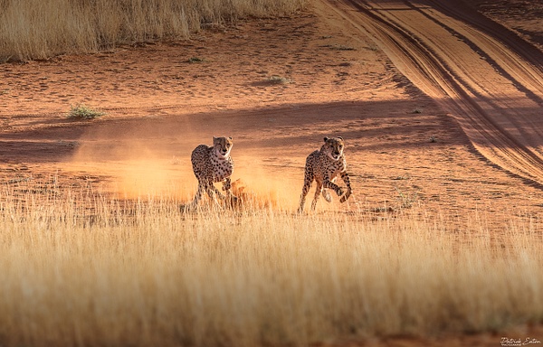 Guepard 005 - BAGATELLE KALAHARI - Namibia - Patrick Eaton Photography