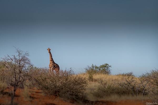 Girafe 006 - BAGATELLE KALAHARI - Namibia - Patrick Eaton Photography 