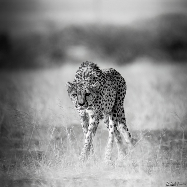 Guepard 002 - QUIVER TREE - Namibia - Patrick Eaton Photography