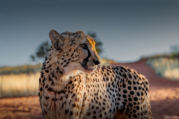 Guepard 007 - BAGATELLE KALAHARI - Namibia - Patrick Eaton Photography 