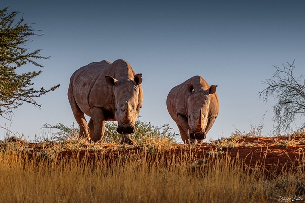 Rhino 011 - BAGATELLE KALAHARI - Namibia - Patrick Eaton Photography