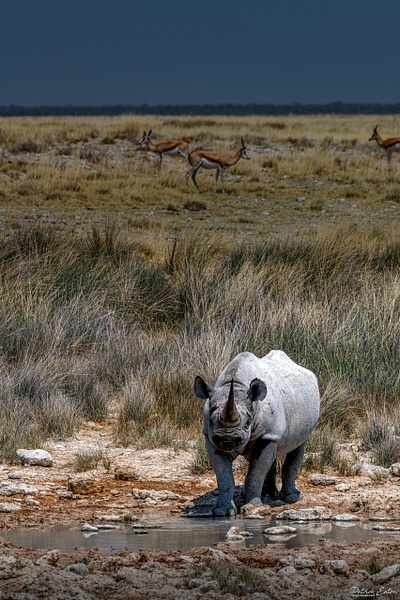 Rhino 004 - ETOSHA - Namibia - Patrick Eaton Photography 