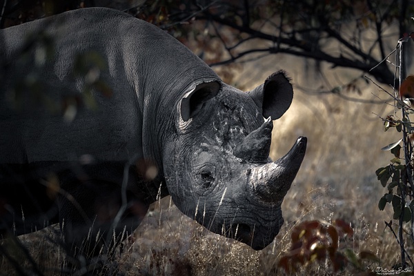 Rhino 005 - ETOSHA - Animals - Patrick Eaton Photography 