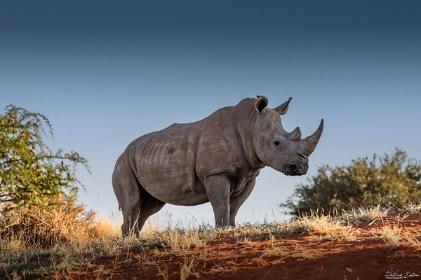 Rhino 010 - BAGATELLE KALAHARI - Namibia - Patrick Eaton Photography