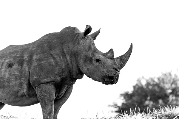 Rhino 009 - BAGATELLE KALAHARI - Namibia - Patrick Eaton Photography 