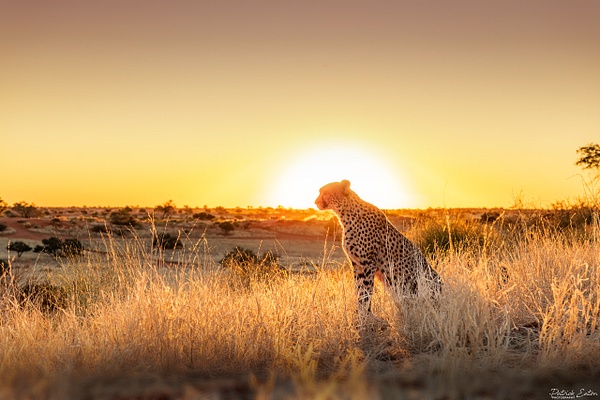 Guepard 014 - BAGATELLE KALAHARI - Namibia - Patrick Eaton Photography