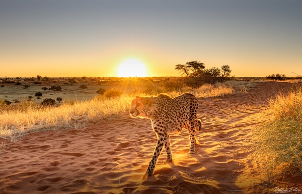 Guepard 012 - BAGATELLE KALAHARI - Namibia - Patrick Eaton Photography