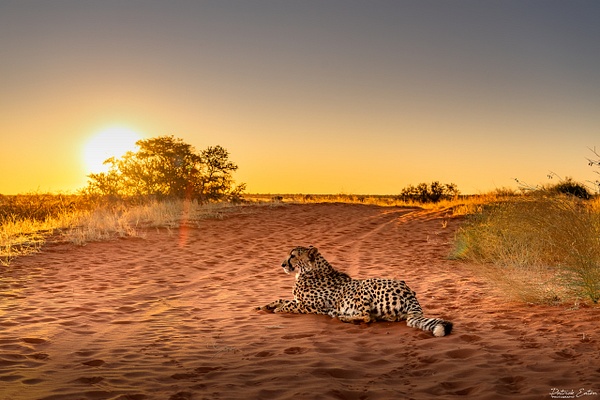 Guepard 011 - BAGATELLE KALAHARI - Namibia - Patrick Eaton Photography