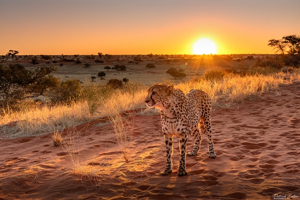 Guepard 013 - BAGATELLE KALAHARI - Namibia - Patrick Eaton Photography