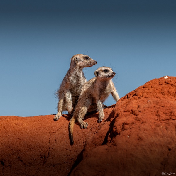 Suricate 002 - BAGATELLE KALAHARI - Namibia - Patrick Eaton Photography 
