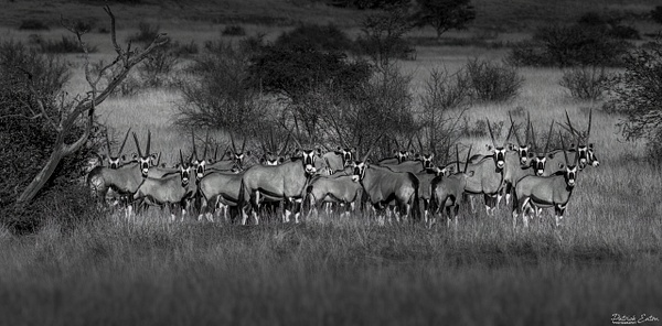 Oryx 003 - BAGATELLE KALAHARI - Namibia - Patrick Eaton Photography 