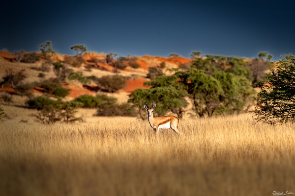 Springbok 002 - BAGATELLE KALAHARI - Namibia - Patrick Eaton Photography