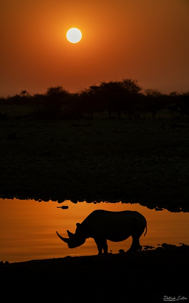 Rhino 007 - ETOSHA - Animals - Patrick Eaton Photography