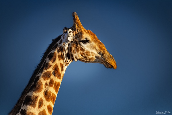 Girafe 007 - BAGATELLE KALAHARI - Namibia - Patrick Eaton Photography 