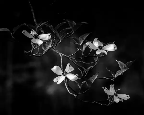 Week 14 - Black & White by BlackburnImages by...