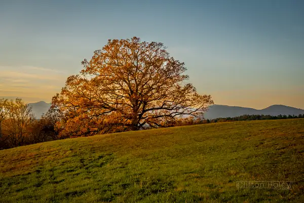 Biltmore Estate - Sunset Tree by Clifton Haley