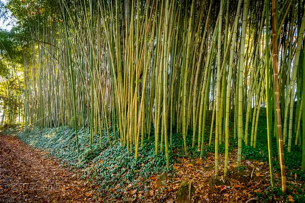 Biltmore Estate - Bamboo Grove by Clifton Haley