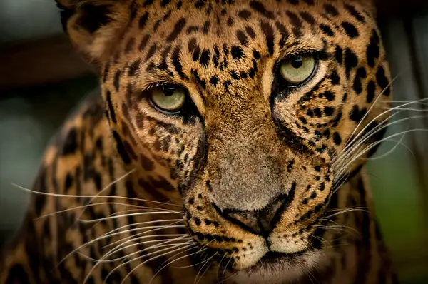Leopard (Panthera Pardus) by Clifton Haley
