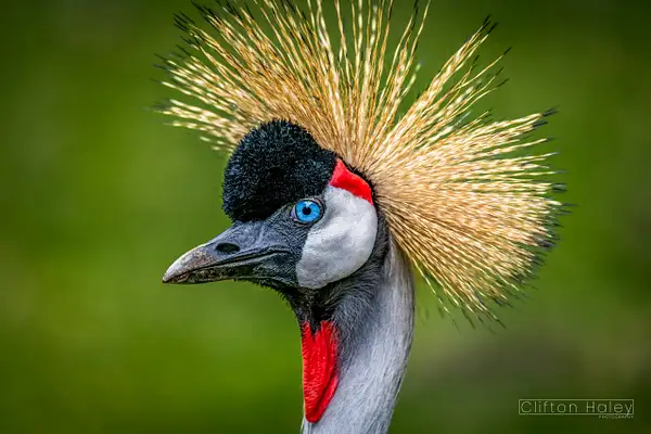 Crowned Crane (Balearica) by Clifton Haley